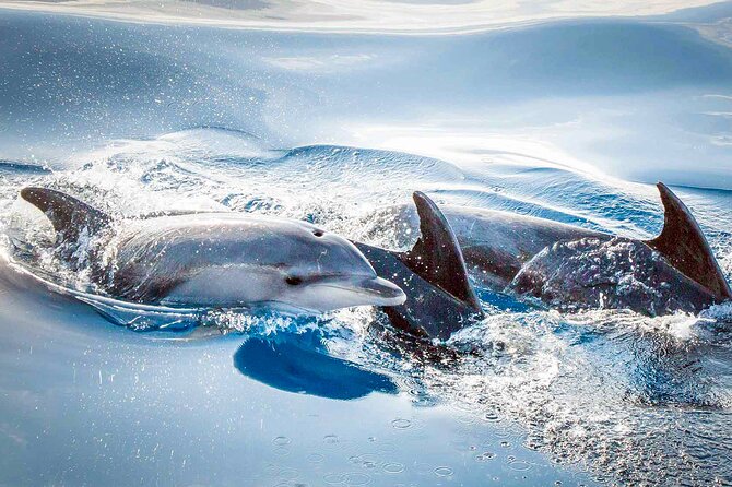 Magic Dolphin Sea Safaris - Safety Considerations