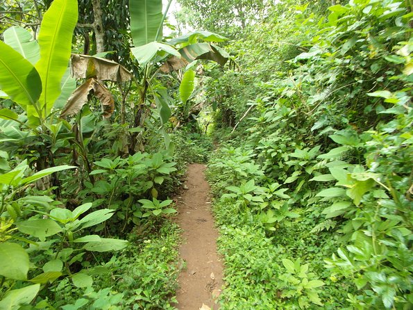 Materuni Waterfalls & Coffee Tour From Moshi - Hiking to Materuni Waterfall