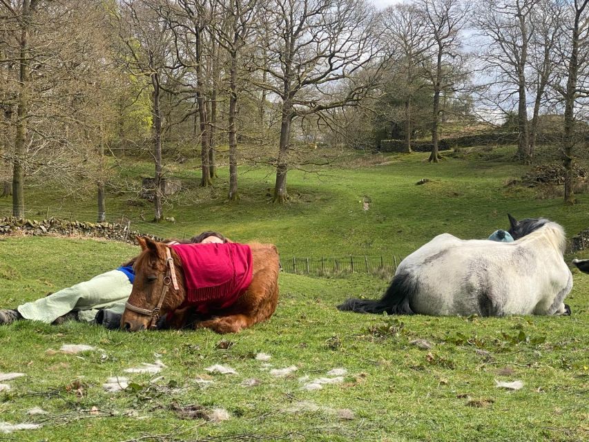 Meditate With Horses - Inclusions and Amenities