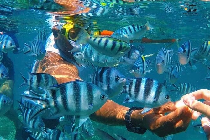 Mnemba Island Snorkeling Tour - Price Guarantee