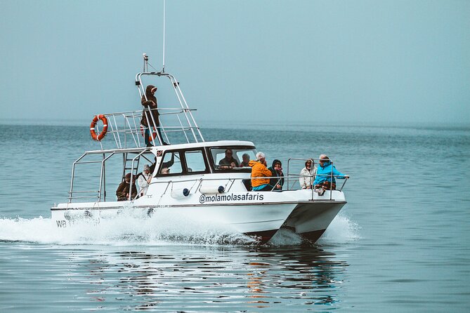 Mola Mola Marine Dolphin Cruise From the Walvis Bay Waterfront to Pelican Point - Namibian Hospitality Onboard