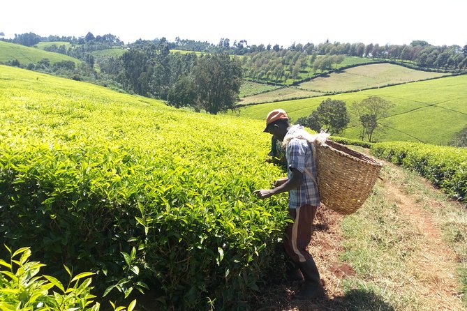 Nairobi to Kiambethu Tea Farm Tour - Exploring the Tea Fields