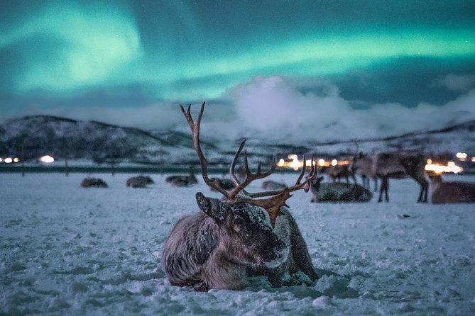 Night Reindeer Sledding With Camp Dinner and Chance of Northern Lights - Cancellation Policy and Refunds