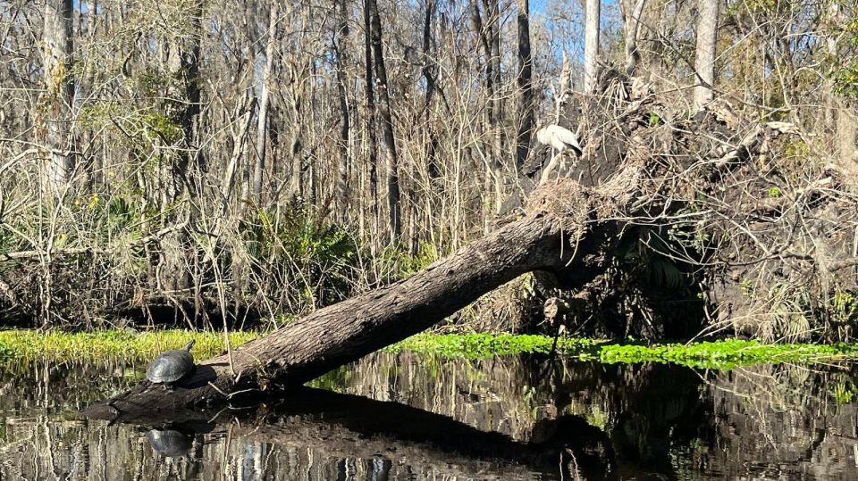 Old Florida Backwater Kayak Adventure Near St. Augustine - Customer Reviews