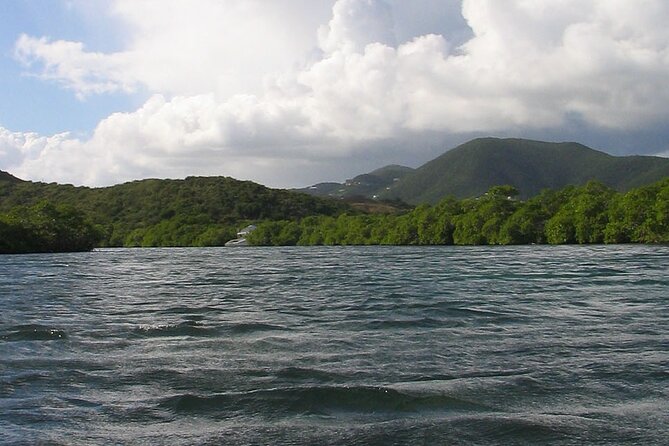 On Your Own: Kayak in the Mangrove Lagoon - Customer Experiences