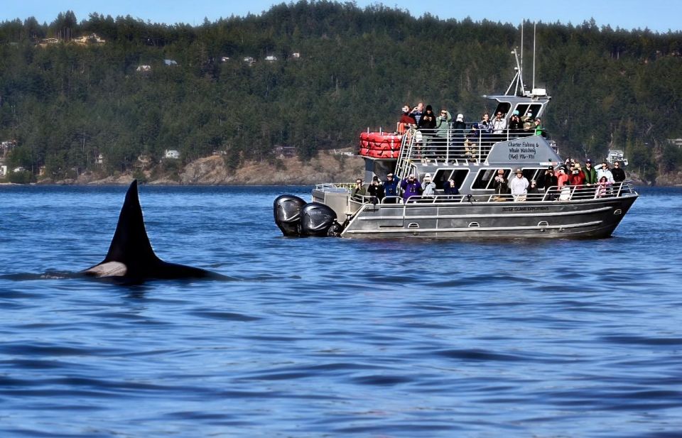 Orcas Island: Orca Whales Guaranteed Boat Tour - Frequently Asked Questions