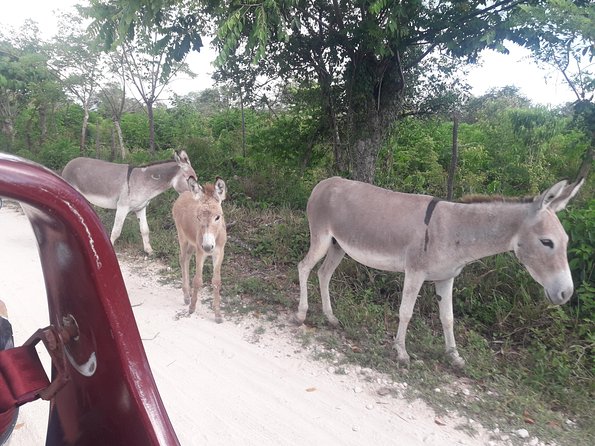 Original Fun Buggy Full Day Tour in Punta Cana - Booking and Availability