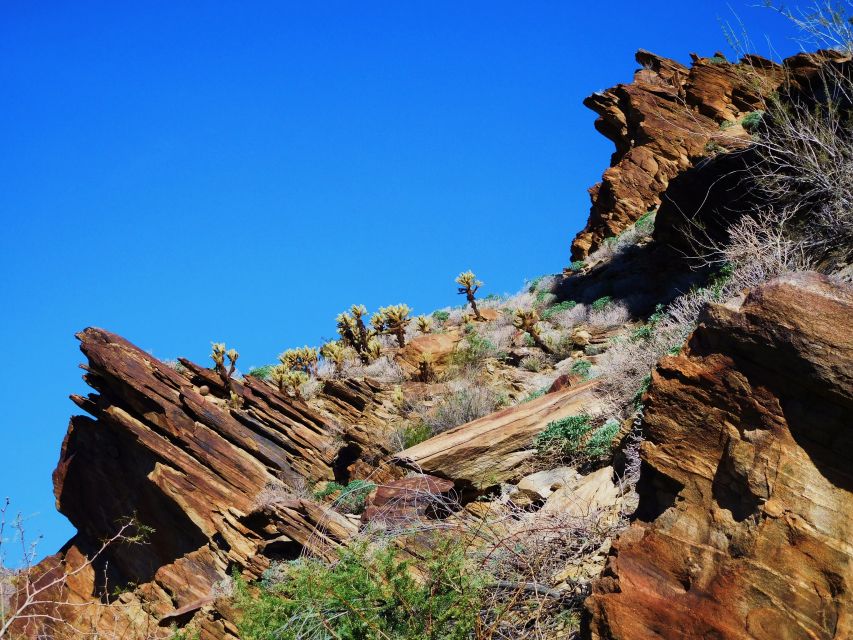 Palm Springs: Indian Canyons Hiking Tour by Jeep - Desert Flora Exploration