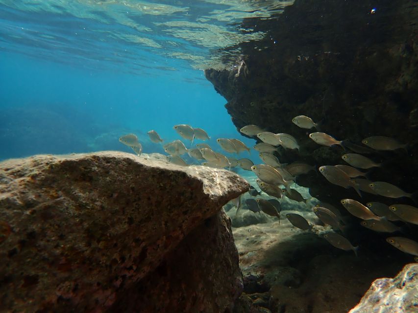 Porto Santo: Snorkeling Tour - Underwater Ecosystem