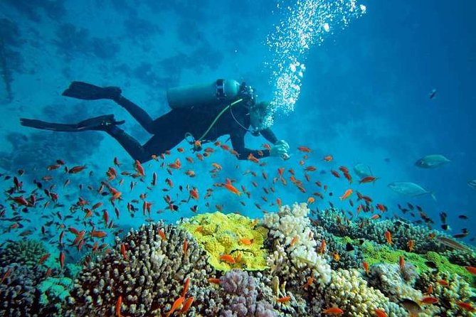 Prison Island Half-Day Tour From Zanzibar - Entrance Fees and Costs