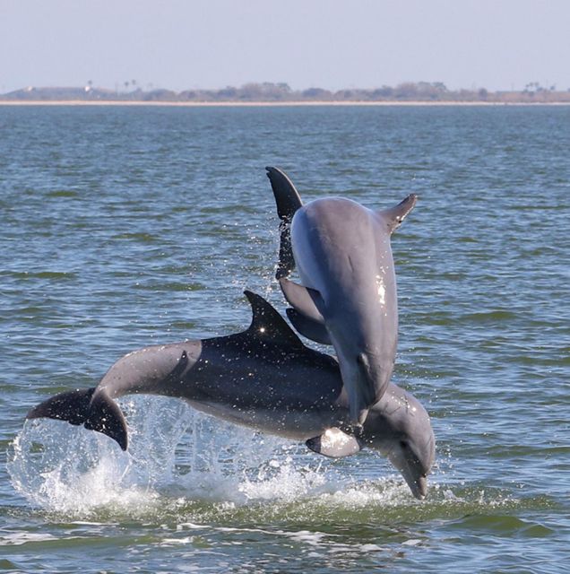 Private 2 Hour Dolphin Sightseeing Tour- Melbourne - Location and Accessibility