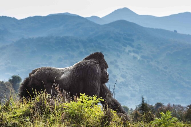 Private 3 Day Gorilla Trekking Safari in Uganda - Confirmation and Accessibility