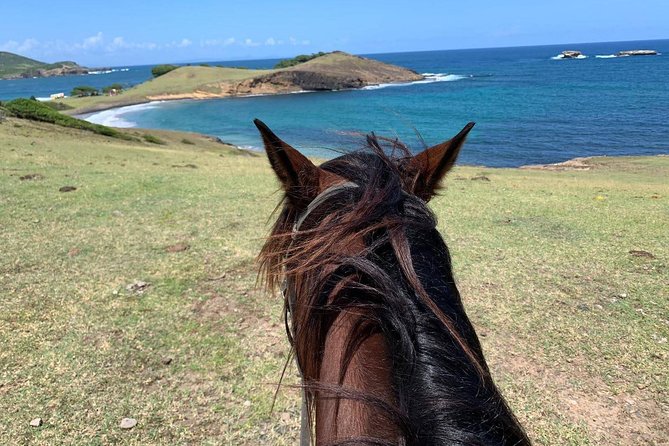 Private Beach Horseback Ride With Sandy Hoofs St. Lucia - Swimming With Horses