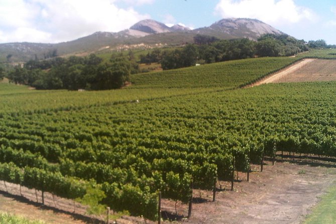 Private Cape Winelands From Stellenbosch or Franschhoek or Paarl - Highly Rated Guided Experience