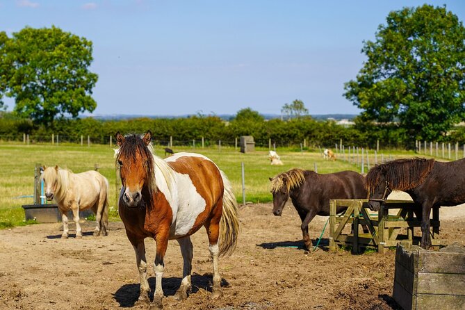 Private Miniature Horse Walking Near Lincoln - Contact Information