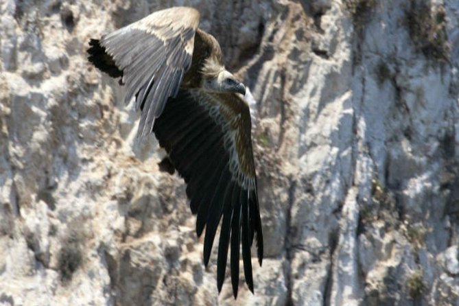 Private Plavnik Island Half-Day Boat Trip With Capt. Bobo - Wildlife and Natural Scenery