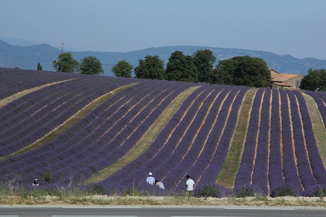 Provence Lavender Full Day Tour From Avignon - Meeting and Pickup Details