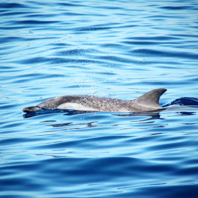 Puerto Colon: Whale & Dolphin Sailing Excursion - What to Expect