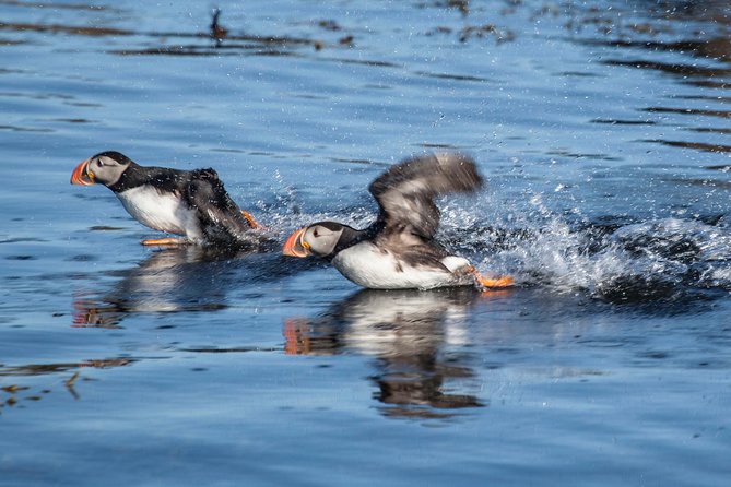 Puffin Cruise With Expert Tour Guide From Reykjavik - Boat Access to Akurey Island