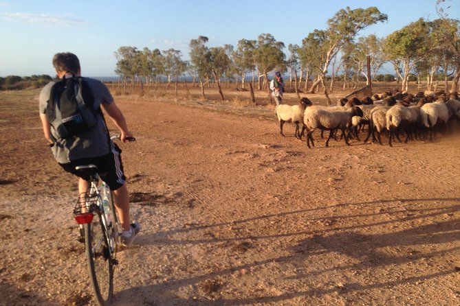 Puglia Bike Tour: Cycling Through the History of Extra Virgin Olive Oil - Booking and Cancellation Policy