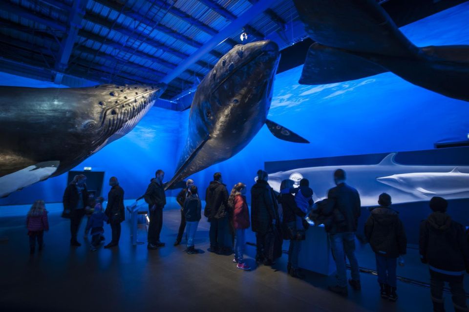 Reykjavik: Whale Watching Excursion & Whale Exhibition - Interactive Learning Stations