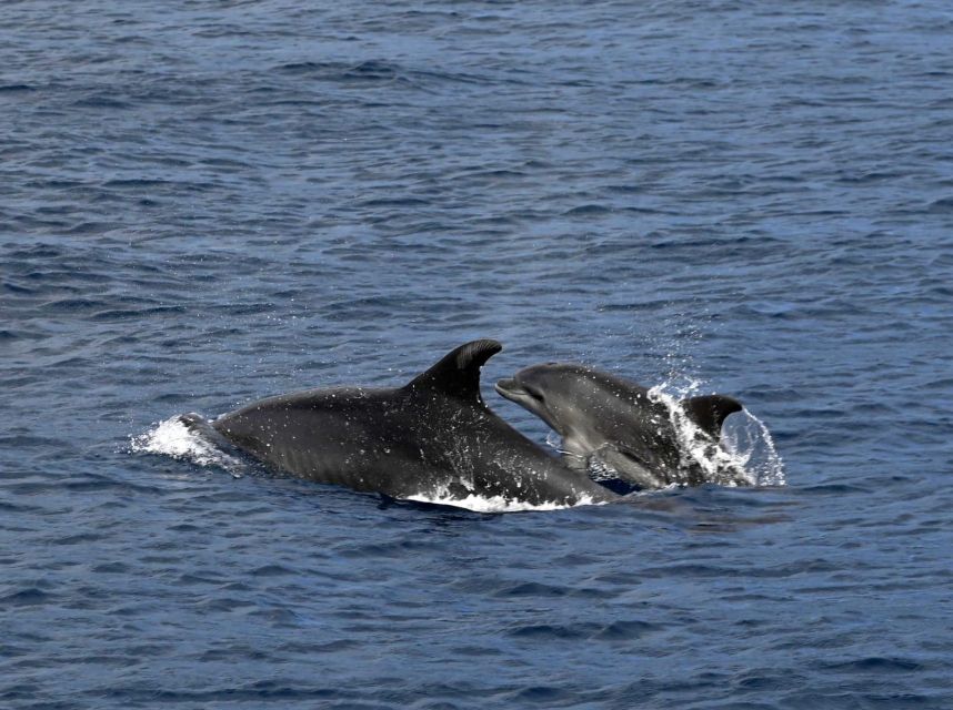 Roses: Private Cruise in the Natural Park of Cap De Creus - Important Considerations