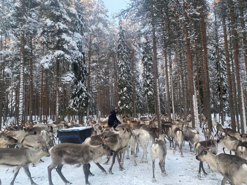 Rovaniemi: Santa Claus Village Tour Huskies & Reindeer Visit - Frequently Asked Questions