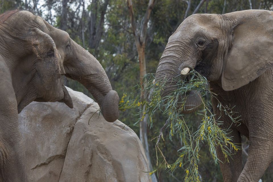 San Diego Zoo and Safari Park: 2-Day Entry Ticket - Animal Welfare and Conservation Efforts