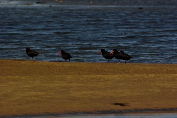 Sandwich Harbour & Pelican Point Full Day Tour - Meeting and Pickup