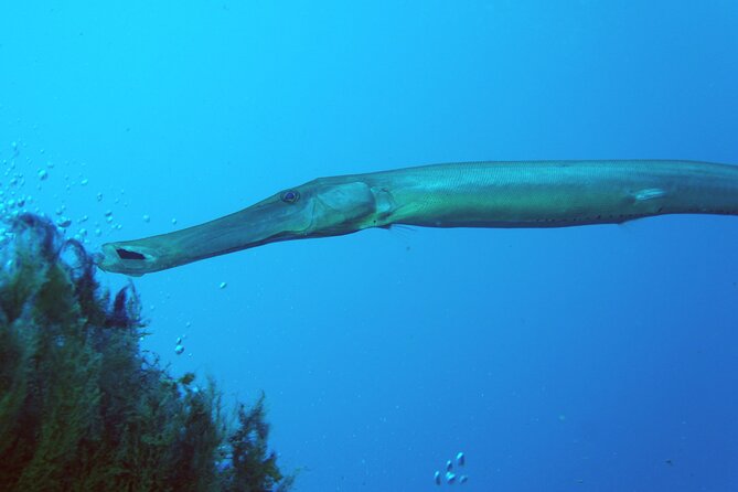 Scuba Diving in Lanzarote (For Certified Divers Only) - Cancellation Policy