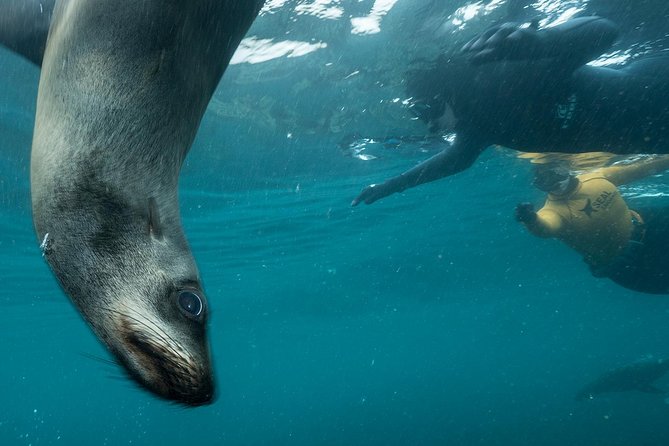 Seal Snorkeling With Animal Ocean in Hout Bay - Seal Snorkeling Reviews