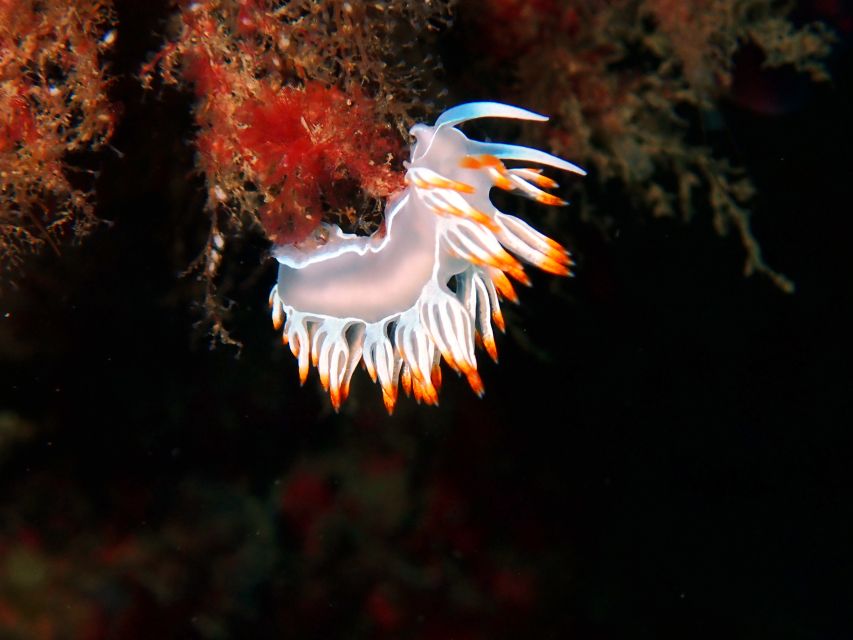 Sesimbra: Arrábida Marine Reserve Scuba Diving Experience - Wheelchair Accessibility