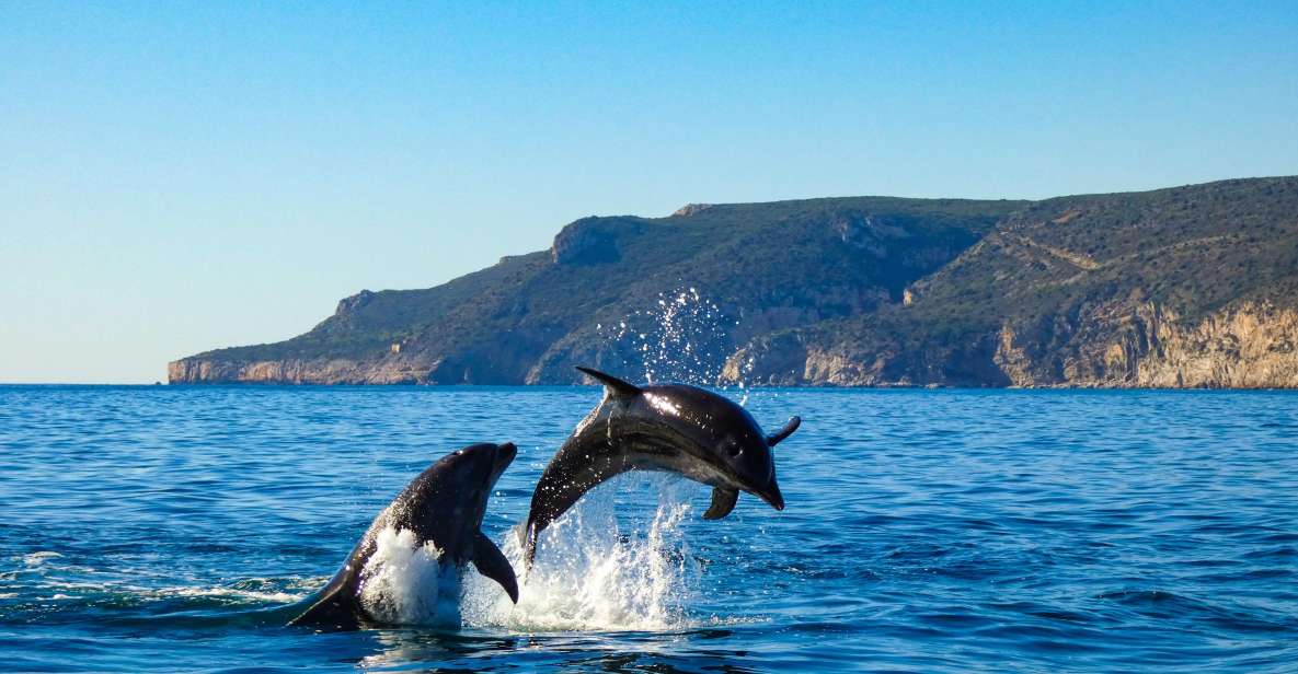 Sesimbra: Private Dolphin Watching Tour Arrábida Natural Park - Price of the Tour