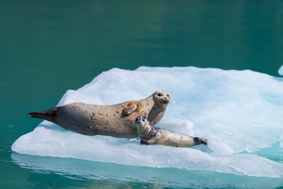 Seward: Kenai Fjords National Park 6-Hour Cruise - Getting to the Cruise