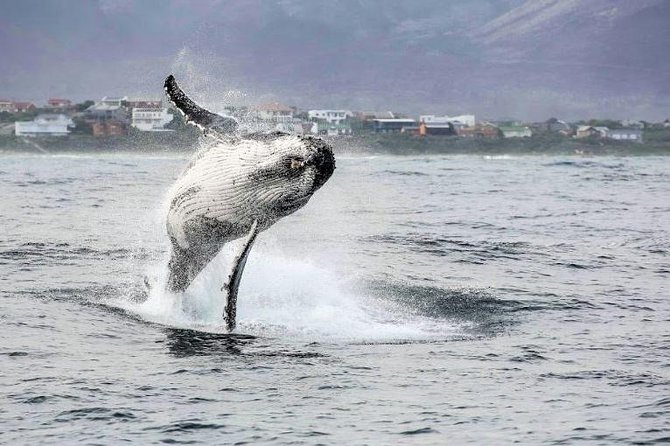 Shark Diving Full Day Guided Return Transfer to Gansbaai From Cape Town - Adverse Weather Contingency Plan