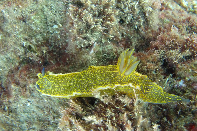 Side: Scuba Diving Under Water Museum - Additional Details