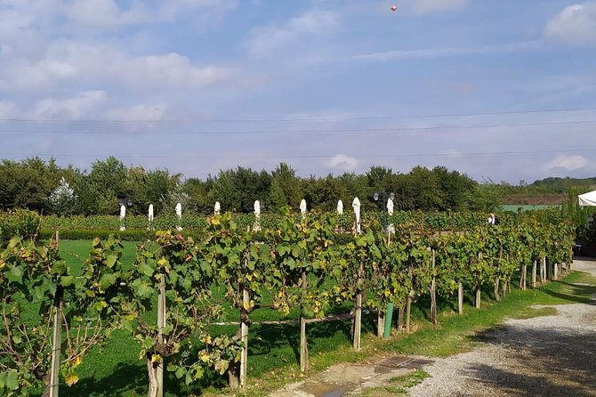 Siena & San Gimignano From Rome Day Tour With Wine Tasting - Wine Tasting Experience