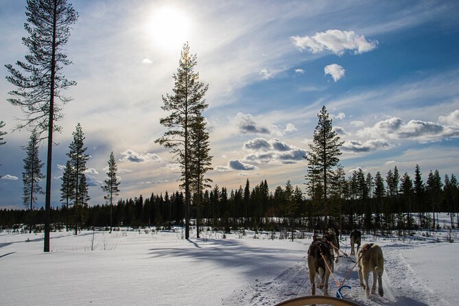 Small-Group Husky Mushing Experience in Rovaniemi - Exploring Rovaniemis Wilderness