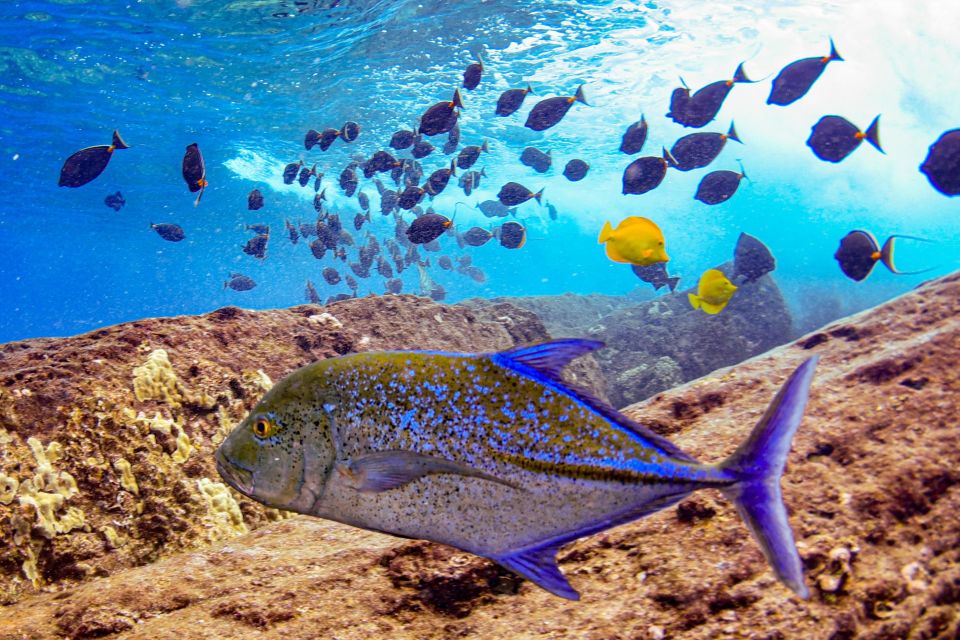 South Maui: Molokini Crater and Turtle Town Snorkeling Trip - Inclusions and Exclusions