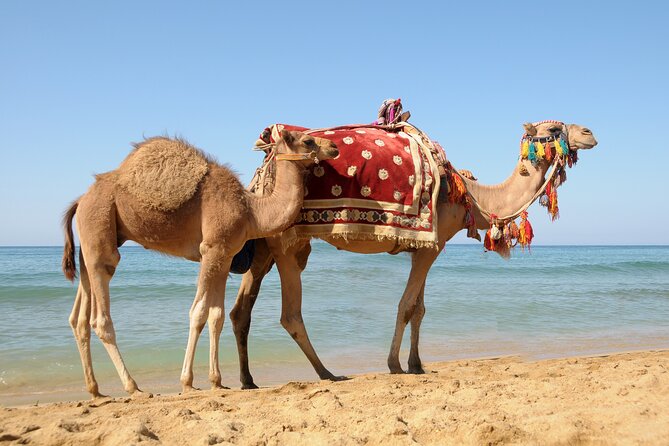 Tangier Day Trip From Casablanca With Camel Ride Experience - Tangiers History and Culture