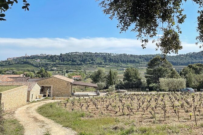 Tasting Bandol Wines & Visit of Cellar (in English) - Provence Wine Region