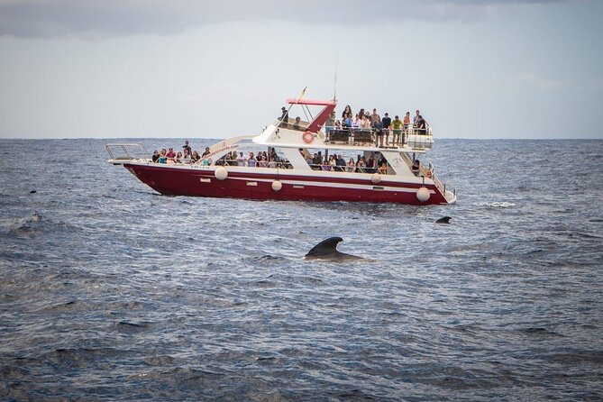 Tenerife Los Cristianos: Whale and Dolphin Eco-Yacht and Swim Stop - Amenities