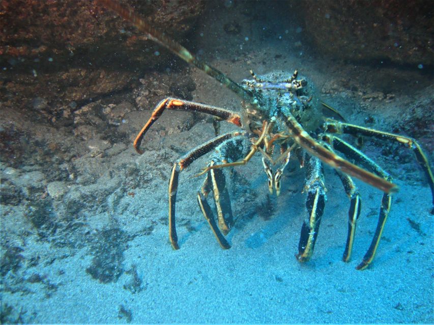 Terceira: Angra Do Heroismo Scuba Diving Tour With 2 Dives - Additional Requirements