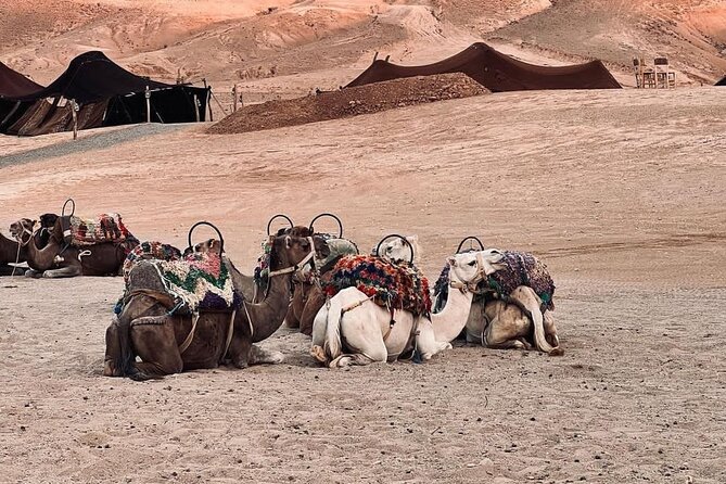 Traditional Dinner In Agafay Desert And Camel Ride - Testimonials and Recognition