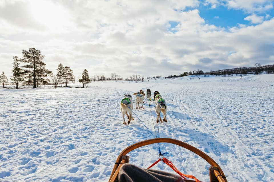 Tromsø: Husky Sled Self-Drive With Traditional Lunch - Traditional Sami Reindeer Lunch