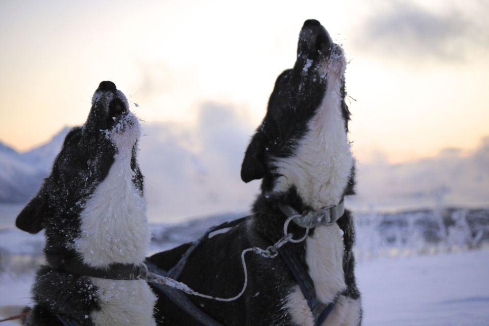 Tromsø: Self-Drive Husky Dog Sledding Adventure - Transportation and Guide