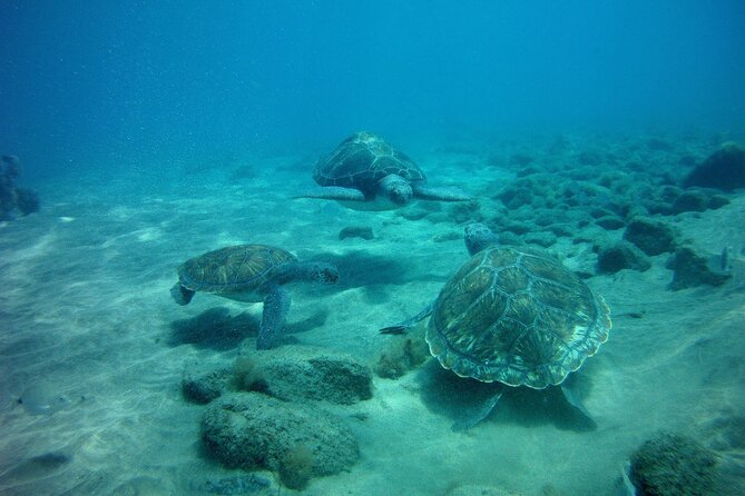 Try Scuba Diving in a Turtle Area (Boat) - Cancellation and Booking Information