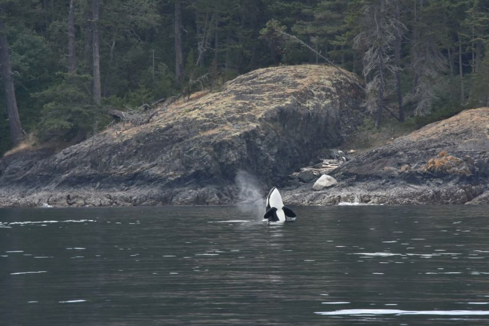 Vancouver, BC: Whale Watching Tour - Duration and Schedule