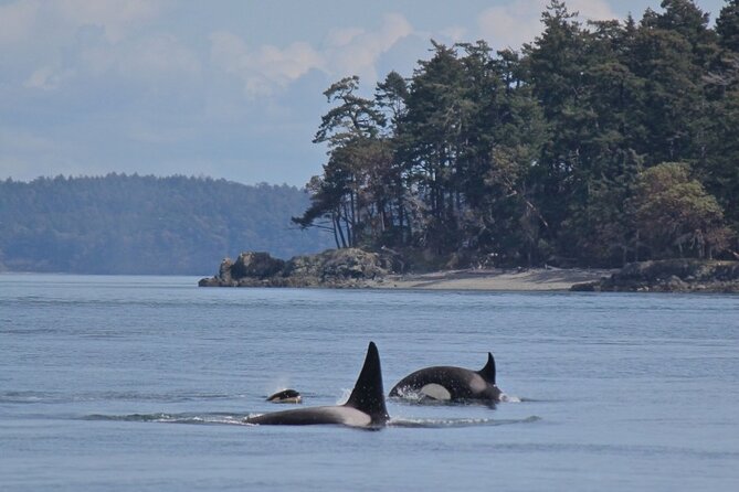 Vancouver Whale Watching Adventure With City Tour - Private Tour Details