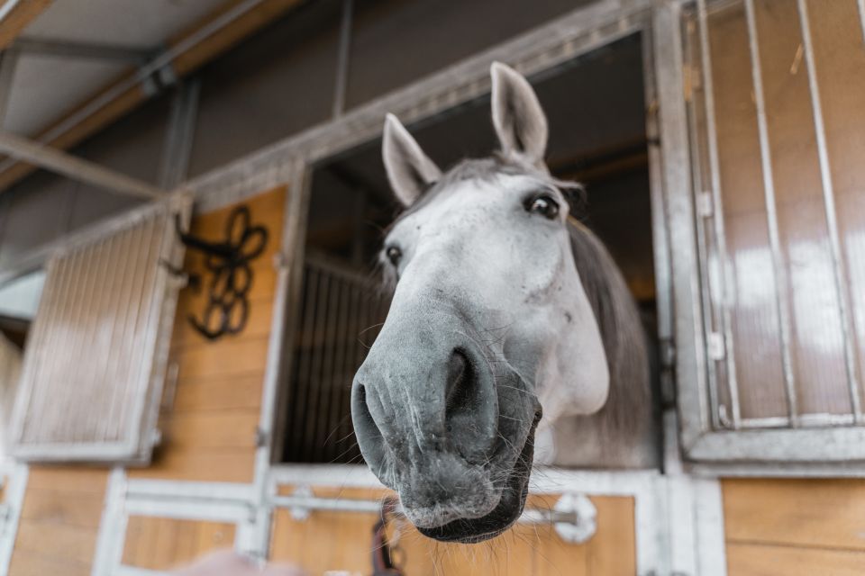 Vienna: Secrets of the Fiaker & Horse-Drawn Carriage Ride - Important Information